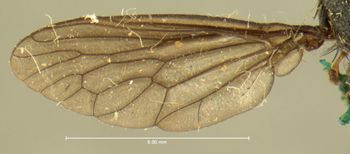 Media type: image;   Entomology 7582 Aspect: wing